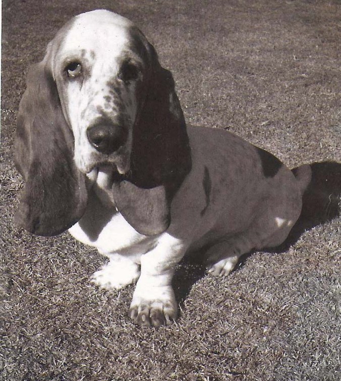 Socrates was not actually built for backpacking but he loved it. His grand daddy, so his papers claimed, had been the the American-Canadian champion for his class.