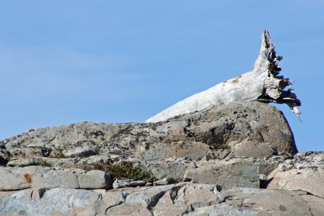 I also liked this snag form what was probably a sugar pine tree. Granite rock forms the base of the Sierra's. Socrates considered the rock as freeways.