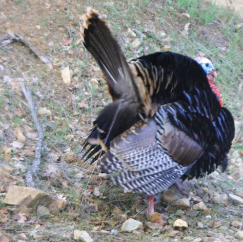 Wild turkey on Upper Applegate River in southern Oregon