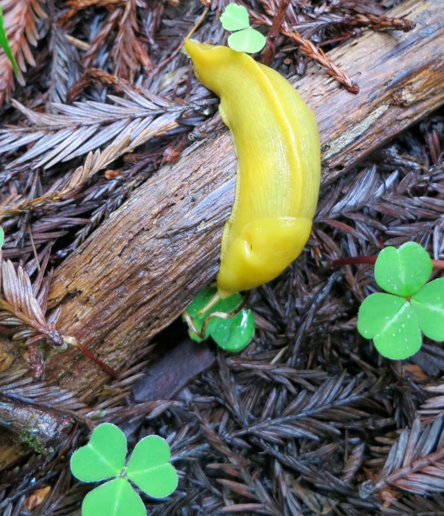 Banana Slug at Redwoods National Park.