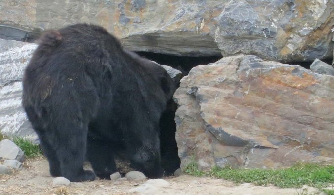 Black bear entering cave in Alaska.
