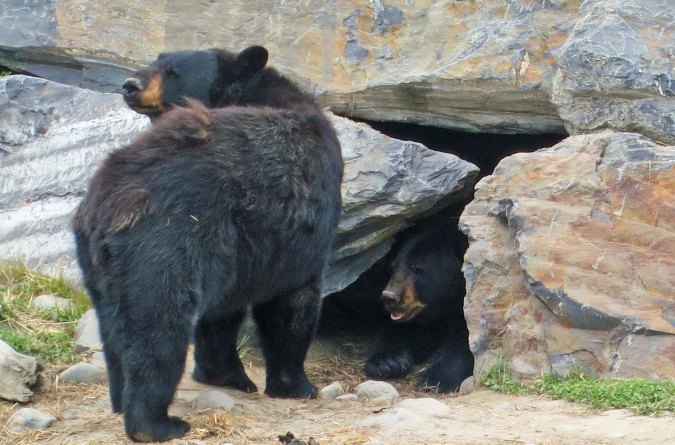 Black bear with cave in Alaska