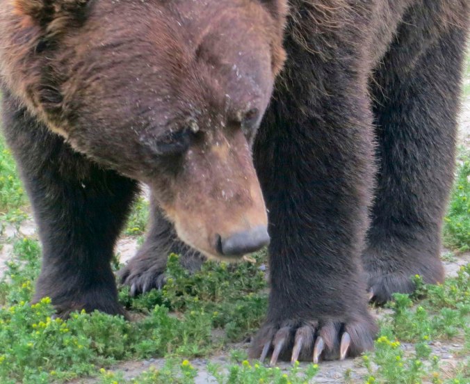 Alaska Brown Bear displaying his claws.