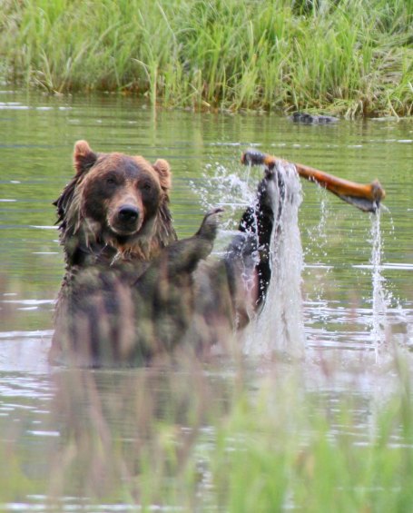 Alaska Brown Bear playing with moose bone.