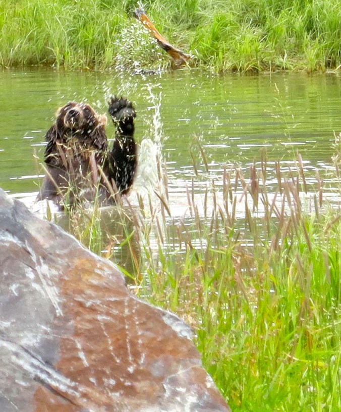 Alaskan Brown Bear