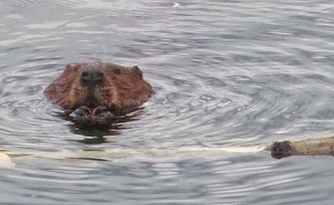 Beaver on Toad River in northern BC