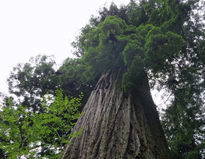 Big Tree at Redwoods National Park.