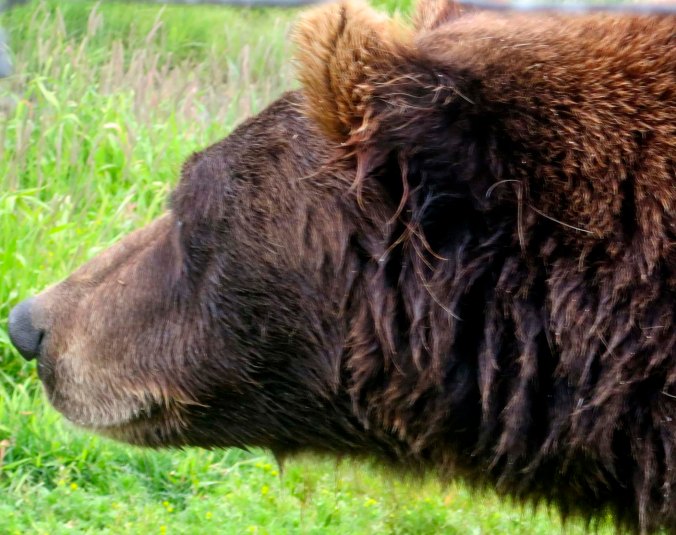 One wet Alaskan Brown Bear, up close.