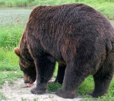 I though I would conclude with this photo because it emphasizes just how big Alaskan Brown Bears become on their diet of salmon.