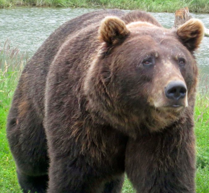 I met my first Brown Bear in Katmai National Park, which is at the beginning of the Aleutian Peninsula. He was coming along a trail I was walking down. He and I had a discussion and then I slowly backed away. Never run from a bear.