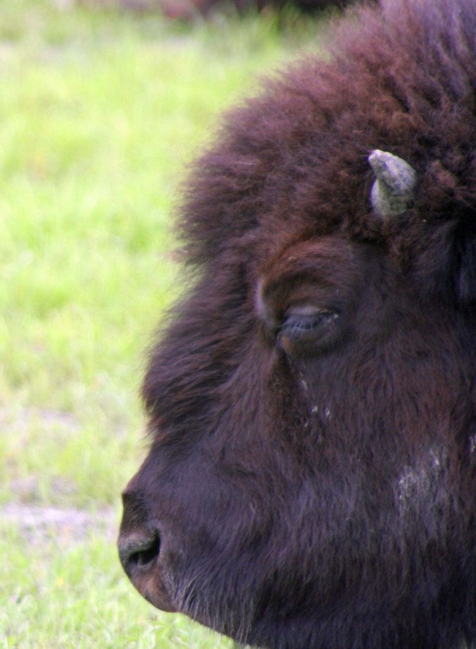 Wood Buffalo being reintroduced to Alaska.