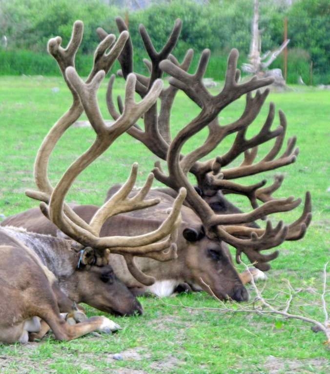 Peggy also captured these Caribou with their antlers. Once, when I was backpacking across the Alaska Range I came on a herd that was quite curious about me. They would come bouncing up to about 20 feet away and then go dashing off.