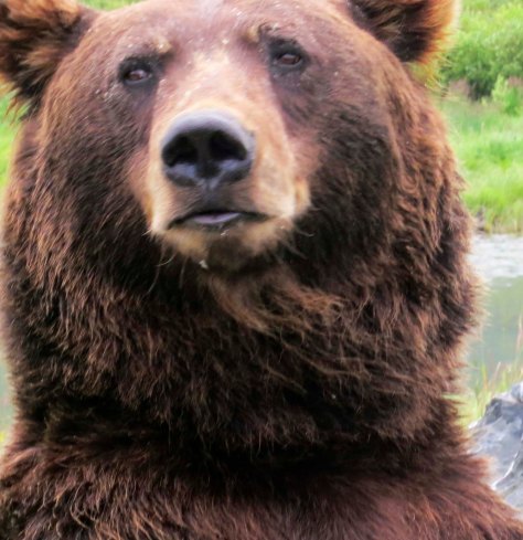 Head shot of Alaska Brown Bear.