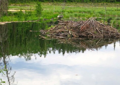 Beaver lodge on the Toad River in British Columbia.