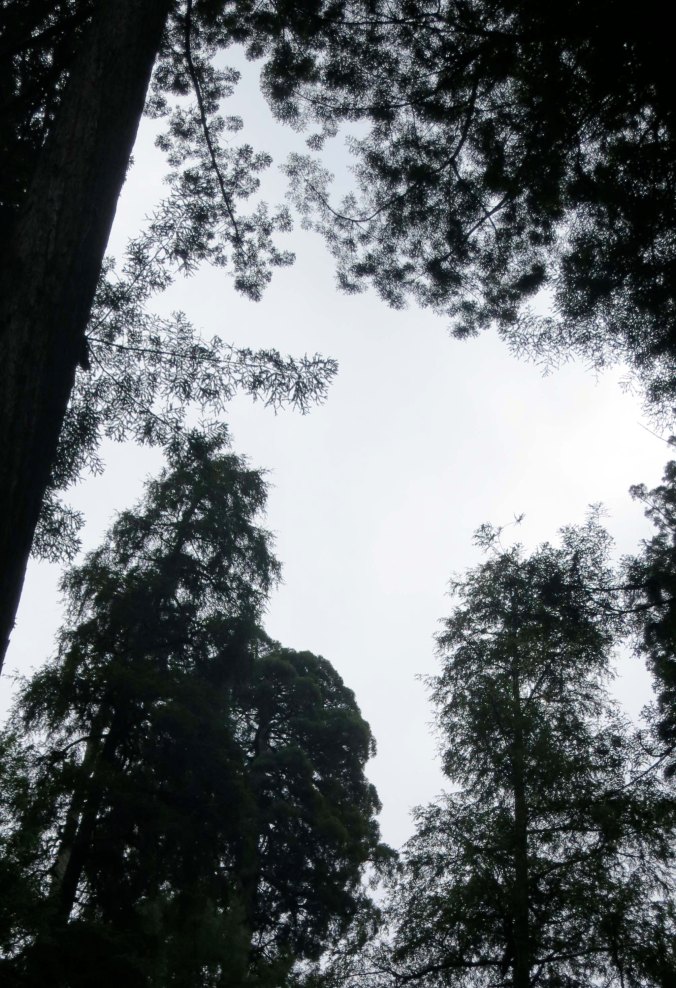 Redwoods National Park