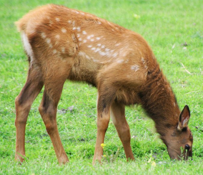 This elk calf was shy but Peggy caught it with her telephoto lens. (Photo by Peggy Mekemson)