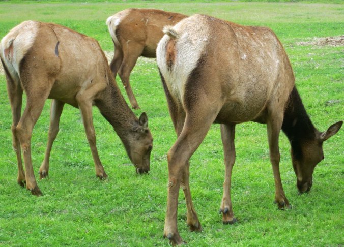 Cow elk in Alaska
