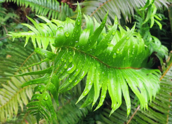 Firn with rain drops in Redwoods National Park.