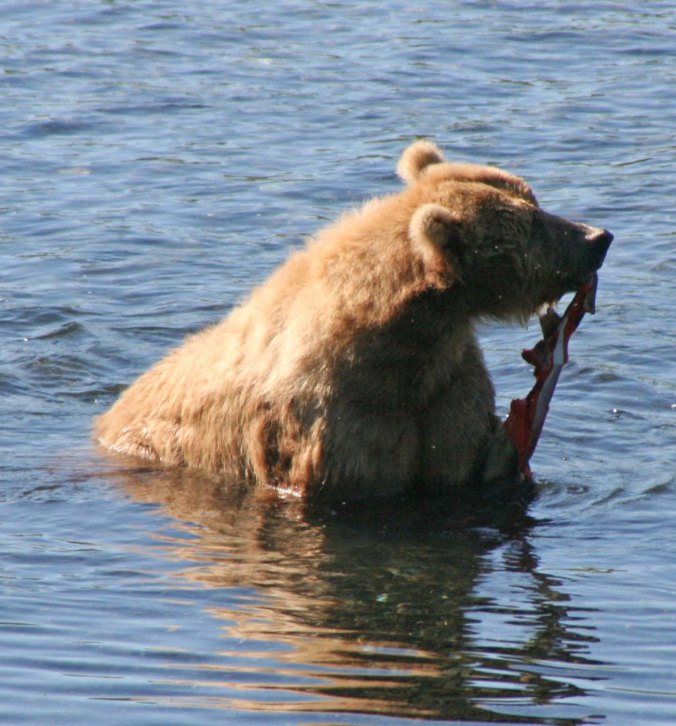 Kodiak Bear eat salmon.
