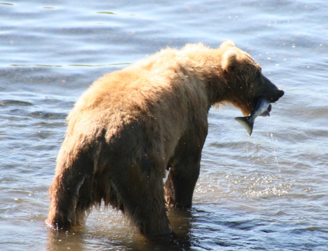 Kodiak Bear with salmon dinner on the Frazer River.