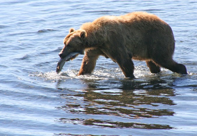 Kodiak Bear and salmon in Frazer River.