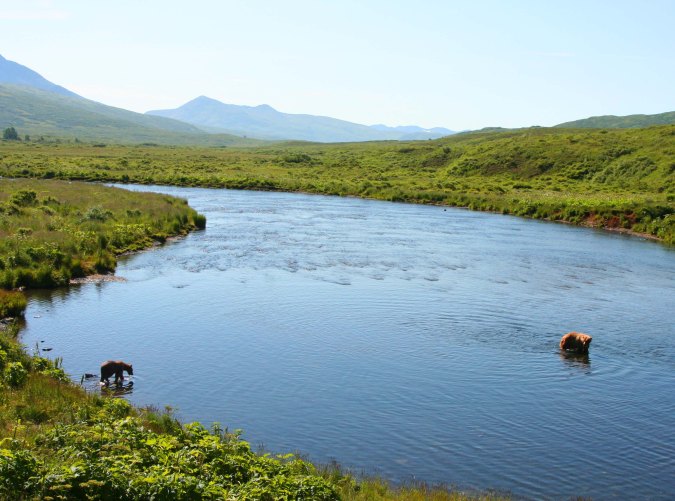 Kodiak Bears in the Frazer River on Kodiak Island.