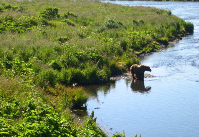 A Kodiak Bear prepares to go fishing on the Frazer River.
