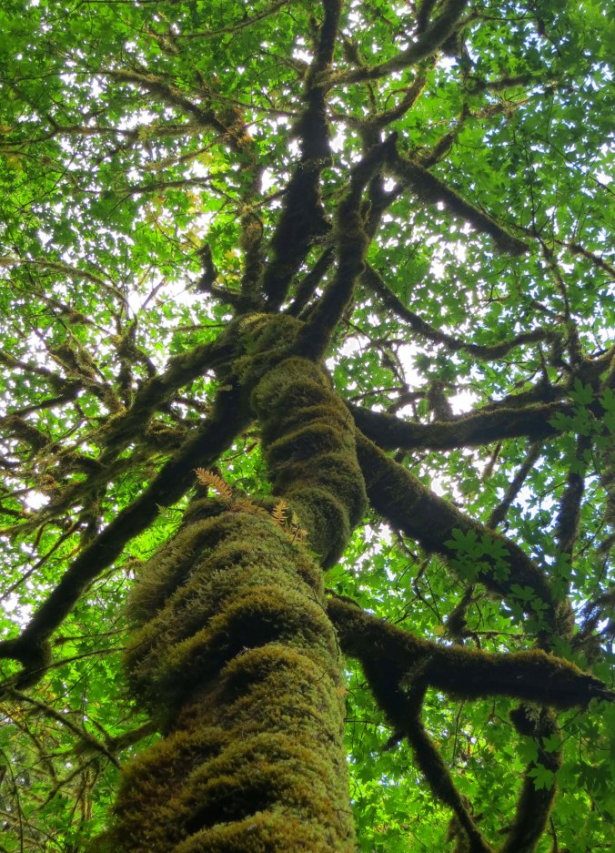Moss covered tree in Redwoods National Park.
