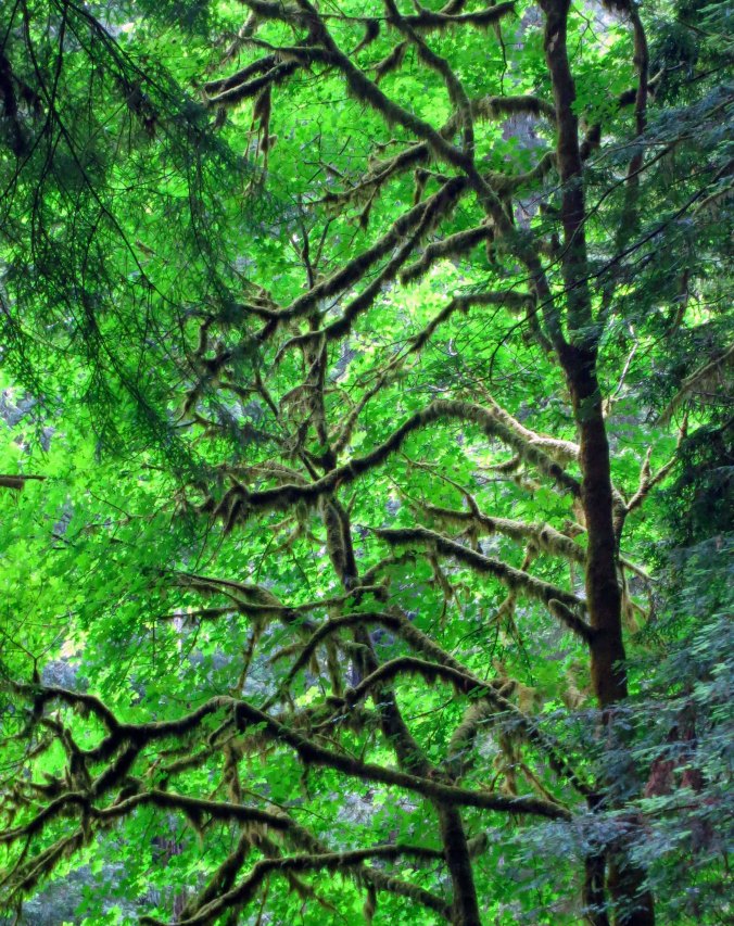 Redwoods National Park