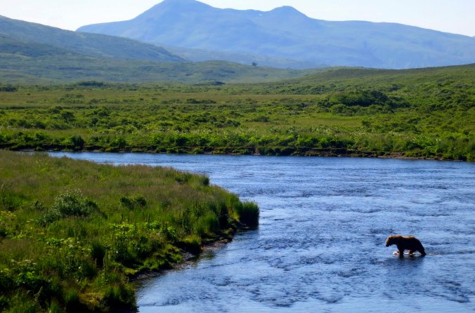 Lone kodiak Bear standing in the Frazer River on Kodiak Island.