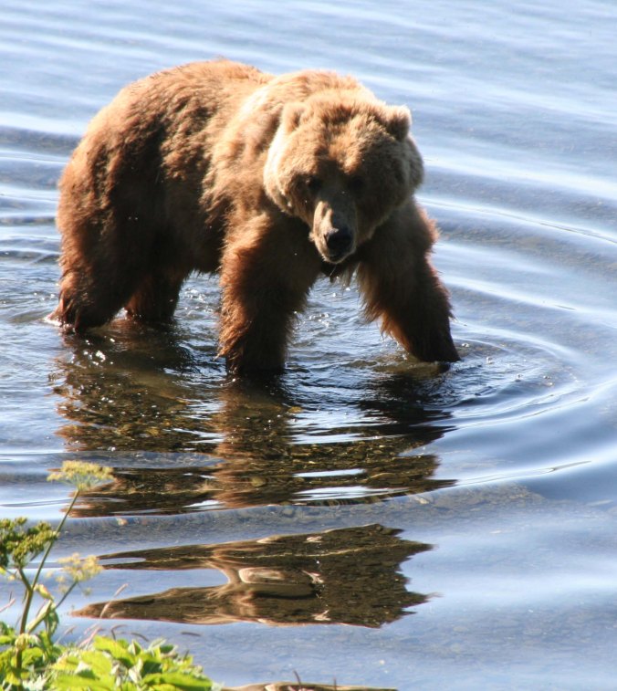 "Now where did I leave that fish?" A big Kodiak Bear looks for salmon on the Frazer River of Kodiak Island.