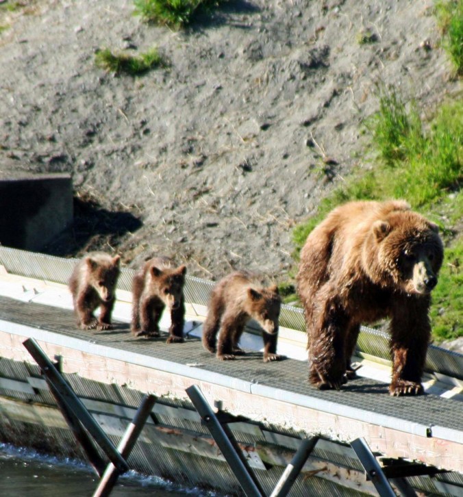 I liked this shot of mom and her parade. She had just chased off a male Kodiak Bear. 