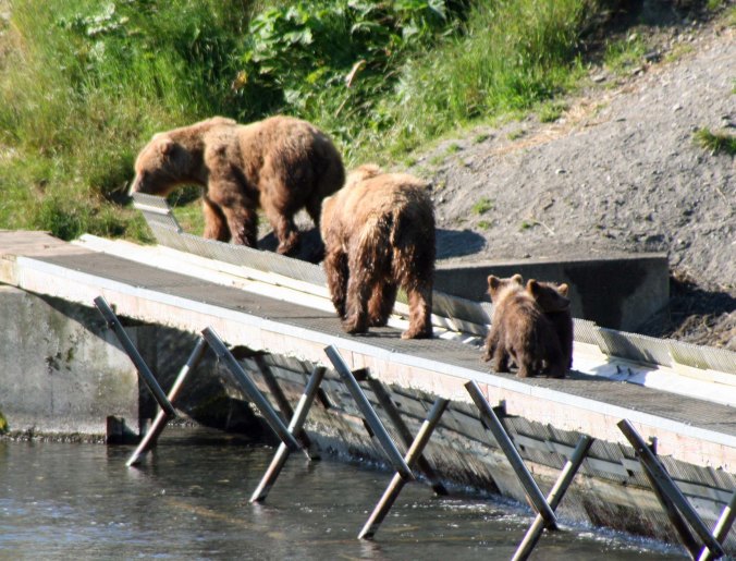 We also watched the mother bear drive off a large male to protect her cubs.