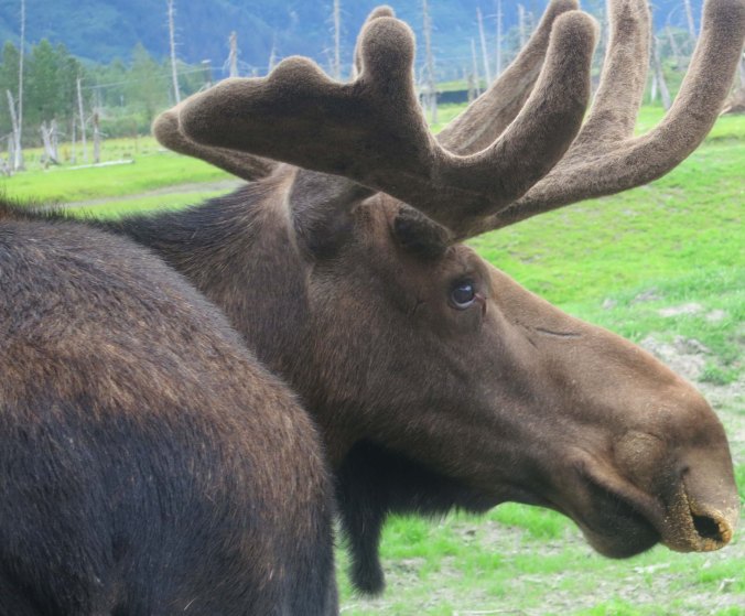 Alaskan moose.