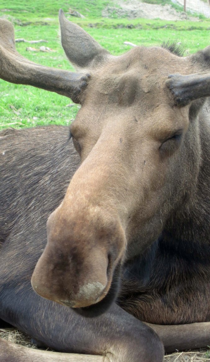 This Alaskan Moose looks like he was put together by a committee. But don't let his humorous looks fool you. Experienced outdoorsman in Alaska worry more about moose than they do about bears. They are the bane of the Iditarod. Moose think the sled dogs are wolves.