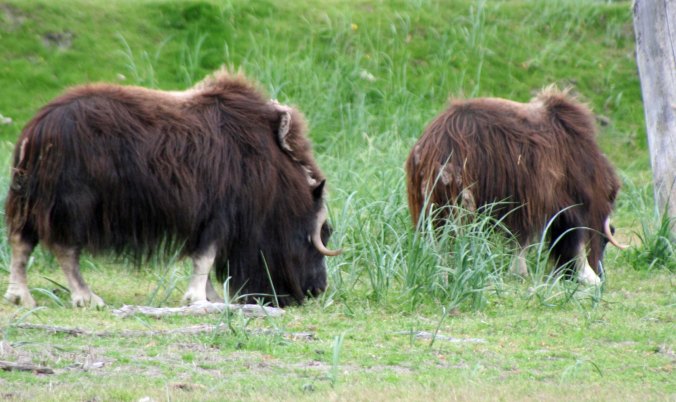 Alaskan Musk Ox