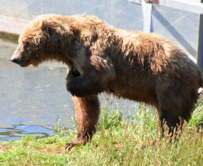 Kodiak Bear salutes... or possibly scratches an itch.