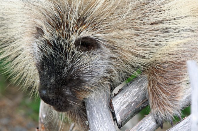 An Alaskan Porcupine. The soft-looking fur is actually quills that the porcupine is more than ready to share. They are painful and extremely hard to remove. 