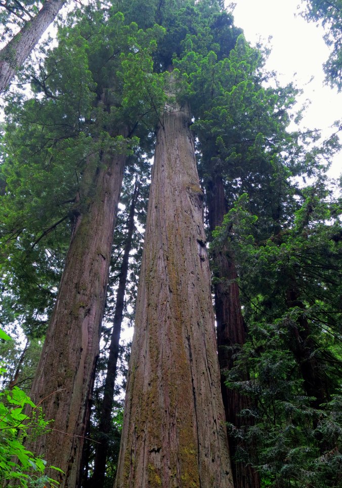 A pair of giant trees in Redwoods National Park.