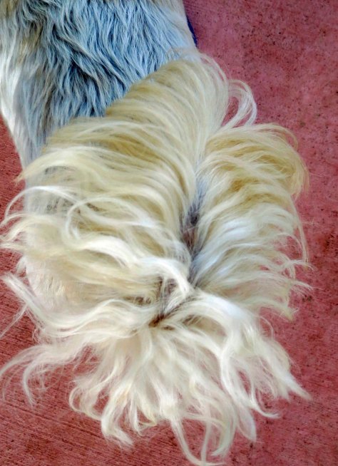 Sister provides a tail shot.