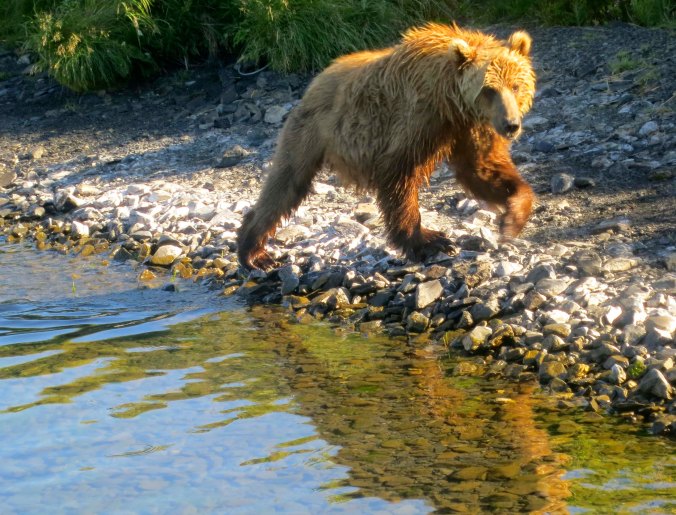 The Kodiak Bear, a young male, made his way toward our plane. He was more interested in fish than he was us, but we stayed on the plane until he left.