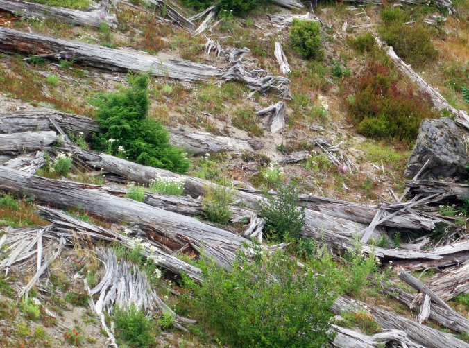 Thousands of trees were literally blown down by the eruption. Many can still be seen today.