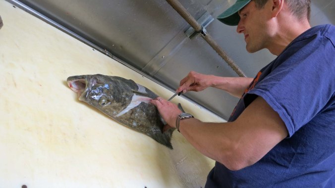 Tony has become quite expert at filleting fish. Here, he takes on the halibut. Halibut has always been my favorite fish. Nothing can beat one fresh off the boat.