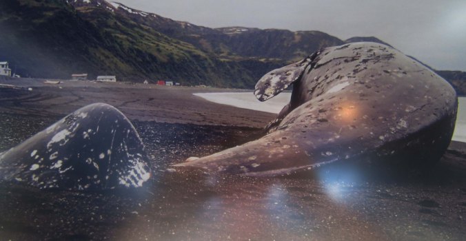 Here's the whale before he was buried, dug up and scraped. I assume the process took a strong constitution. The skeleton is quite impressive. We owe the folks who did the job.