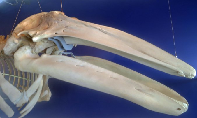 Any clue what this is? It's the bone structure of a Grey Whale's head. The Kodiak Wildlife Refuge Museum has the whole skeleton.