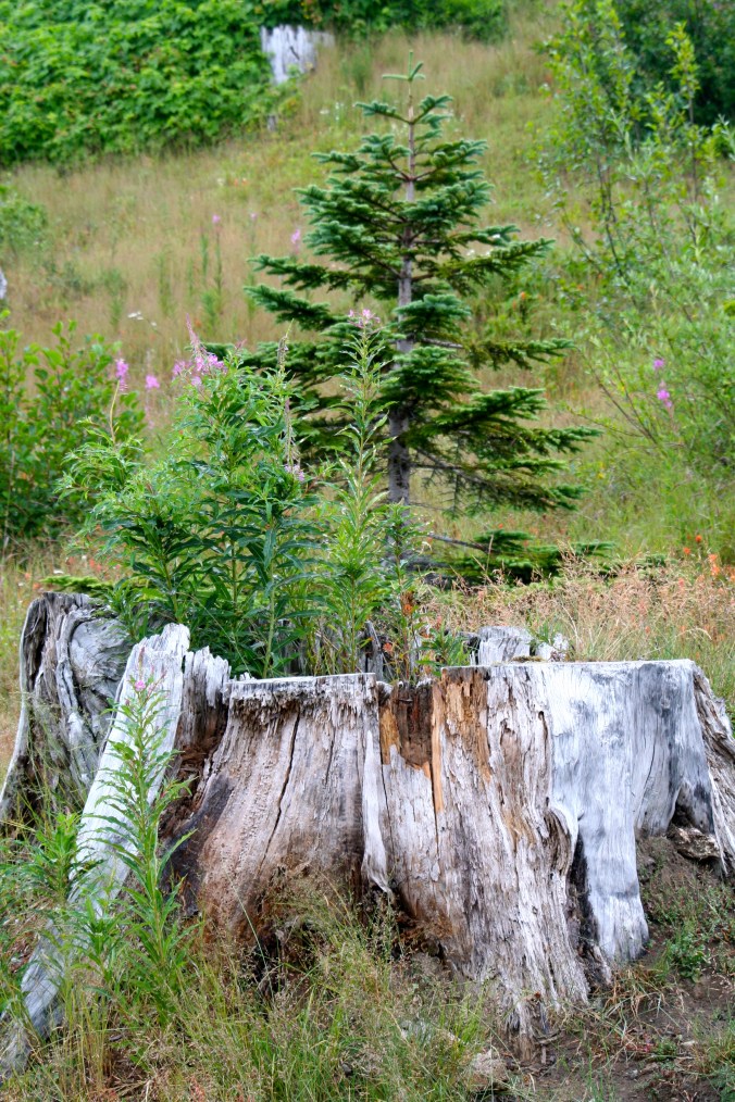 I felt the young tree growing out of a stump at Mt. St. Helens provided the best example of nature on the rebound. (Photo by Peggy Mekemson.)