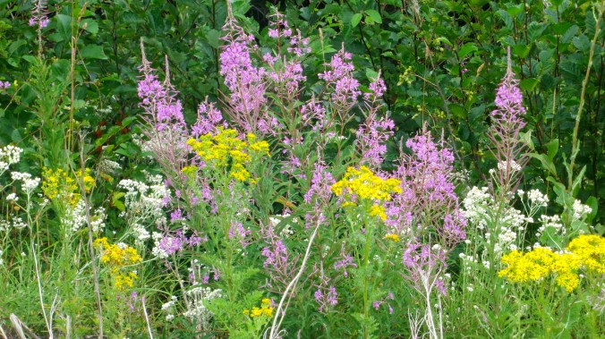 The recuperative power of nature is half the story about Mt. St. Helens 30 years after the explosion. It is said that fireweed, the pinkish red flower here, was said to be growing out of the ash 20 days after the explosion.