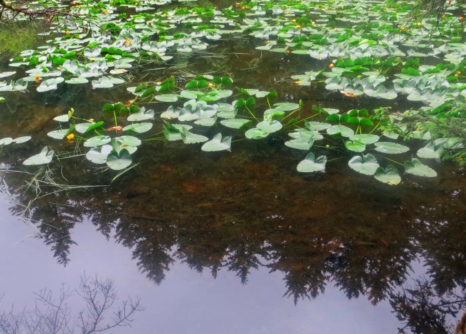 Yellow pond lilies in Kodiak, Alaska.