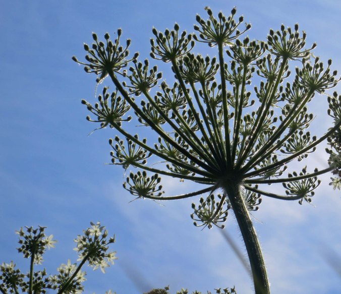 Pushki or Cow Parsnip in Alaska