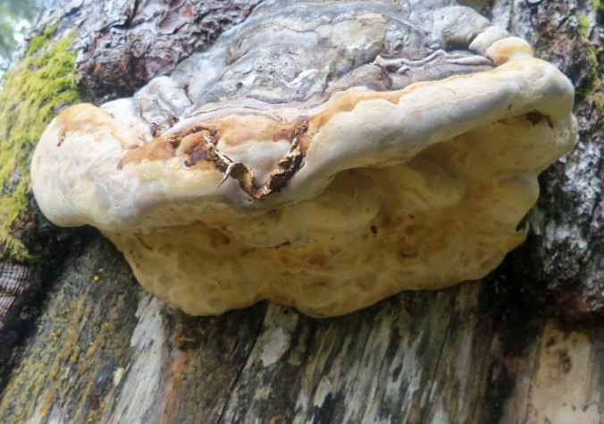 Kodiak has a number of great walks and we went on a couple of them between fishing expeditions. We found this shelf fungus on a tree along one of the trails. The locals call it bear bread. We came on another one that had been torn apart. Here Bear!